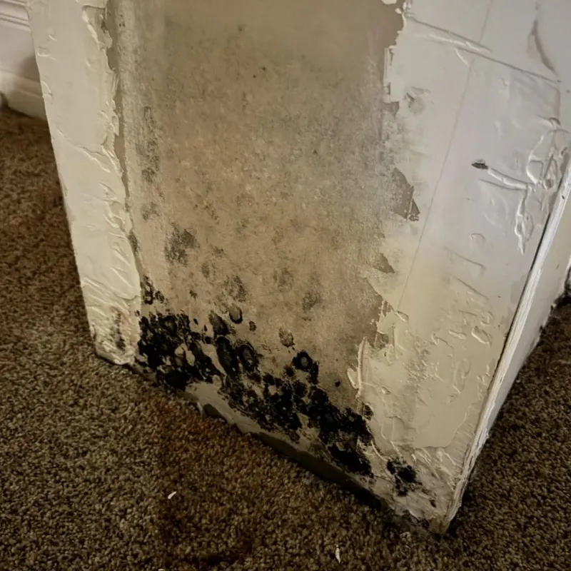 Professional Mold Removal in Gainesville, GA